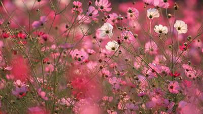 Cosmos